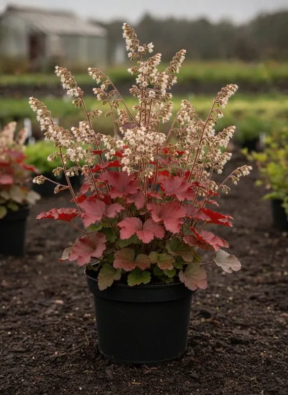 Гейхера Autumn Leaves