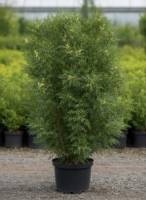 Крушина ломкая Aspleniifolia