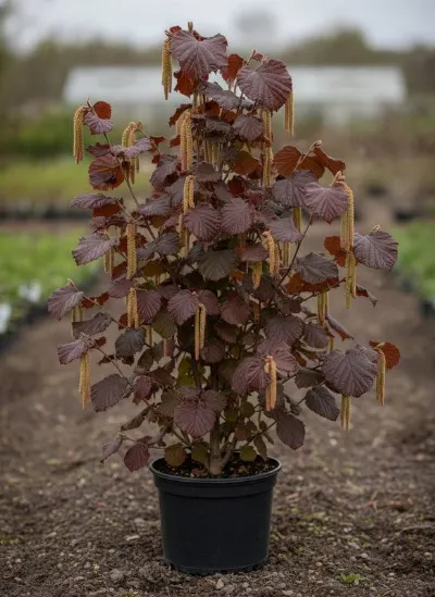 Лещина крупная Purpurea