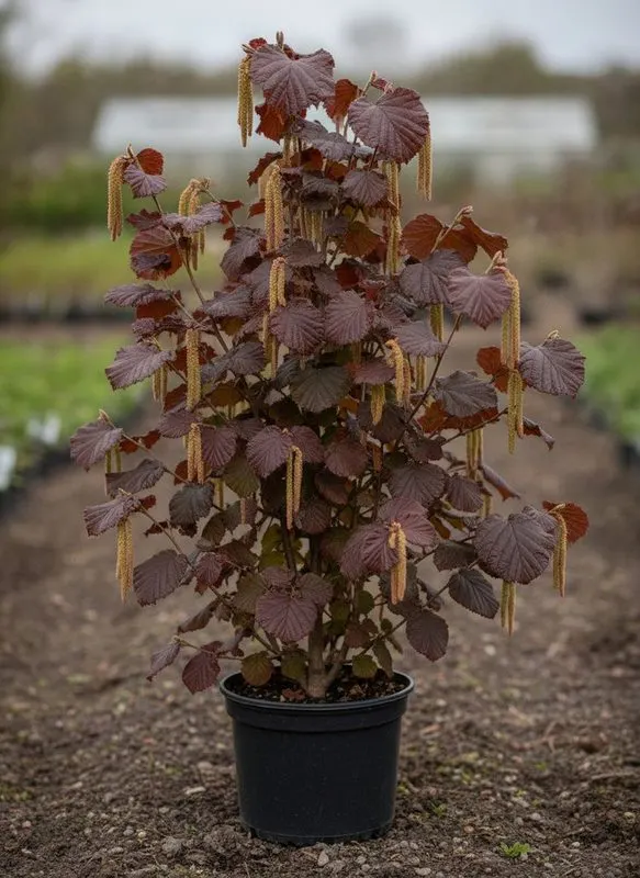 Лещина крупная Purpurea