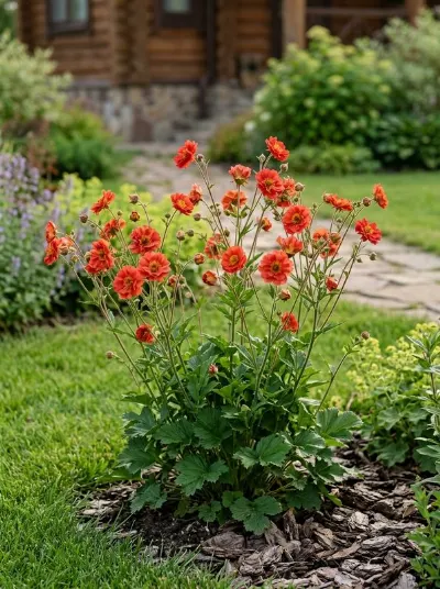 Гравилат Mrs Bradshow