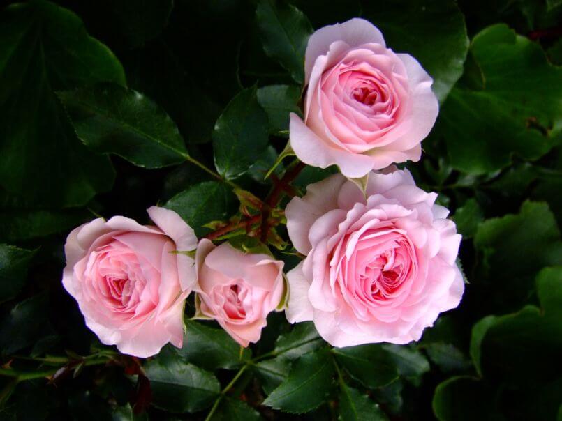 Laryssa rose