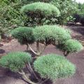 Сосна горная Typ Norvegen bonsai