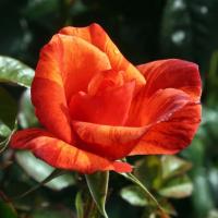 Роза Tawny Tiger 