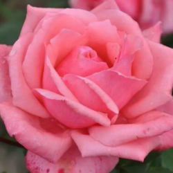 Роза Arioso